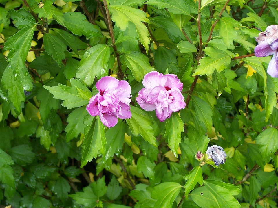 caring for Hibiscus bush  